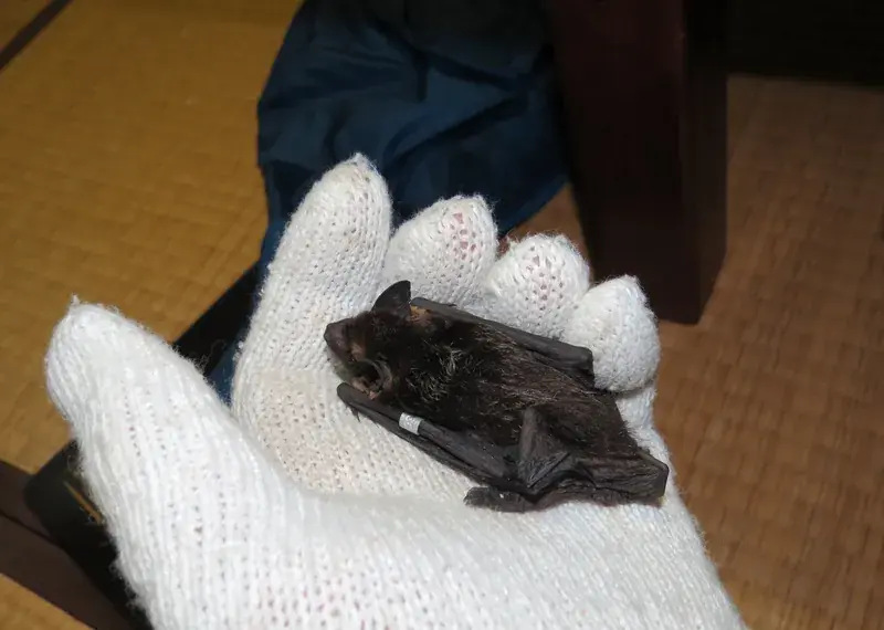 クビワコウモリに銀色の足環を装着して個体識別している様子(松本市)