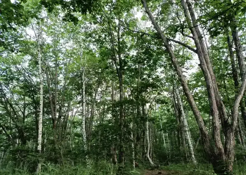 乗鞍高原の森