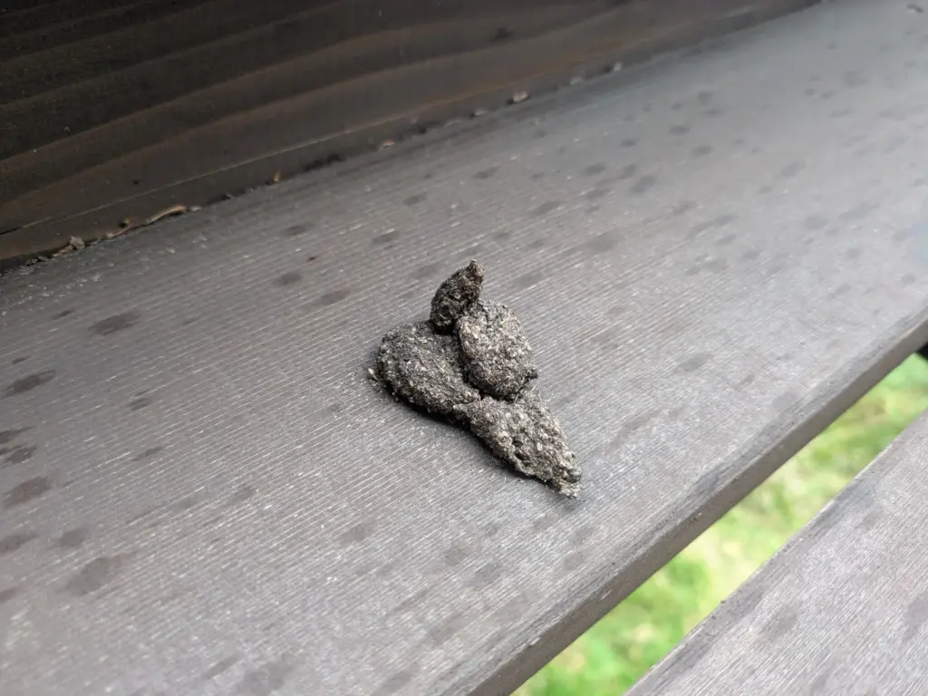 バットハウスのテラスに残された野生動物の糞